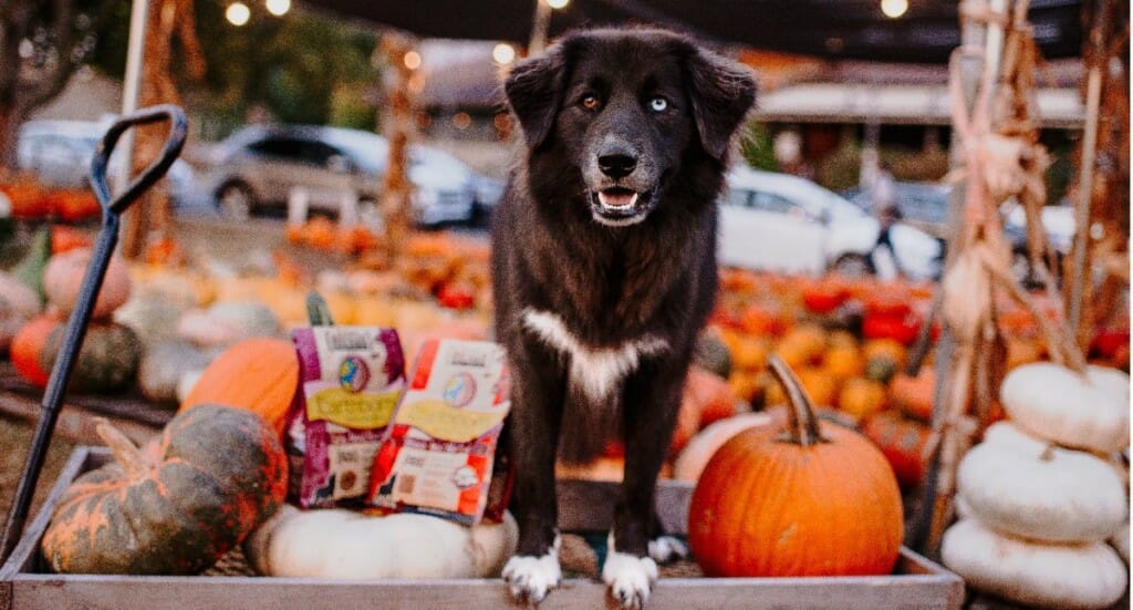 A black dog stands on a cart at a pumpkin patch with Earthborn Holistic dog treats