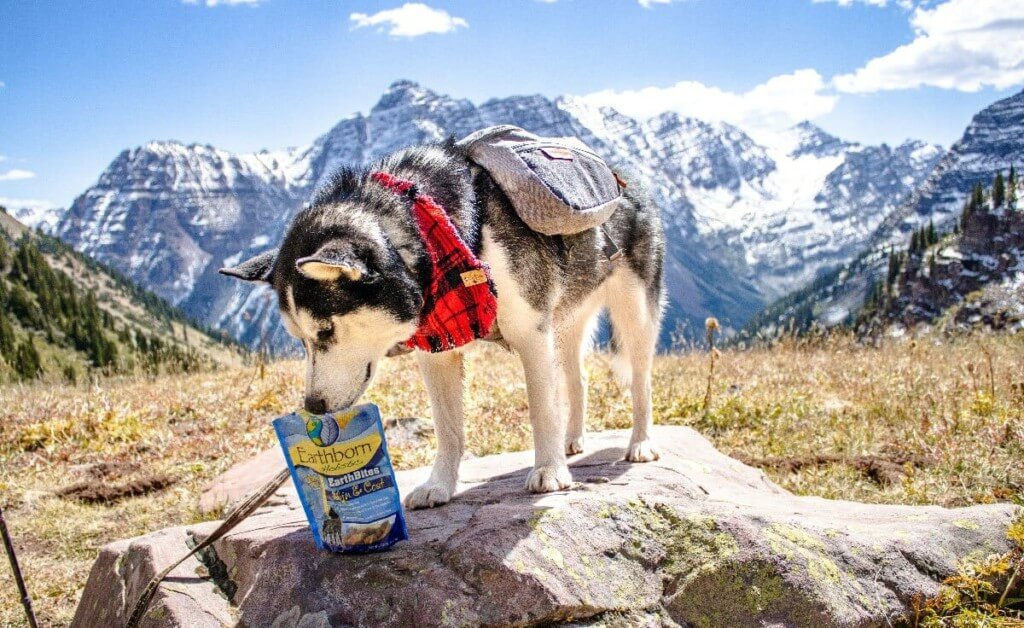 Top Five DogFriendly Colorado Adventures Earthborn Holistic Pet Food