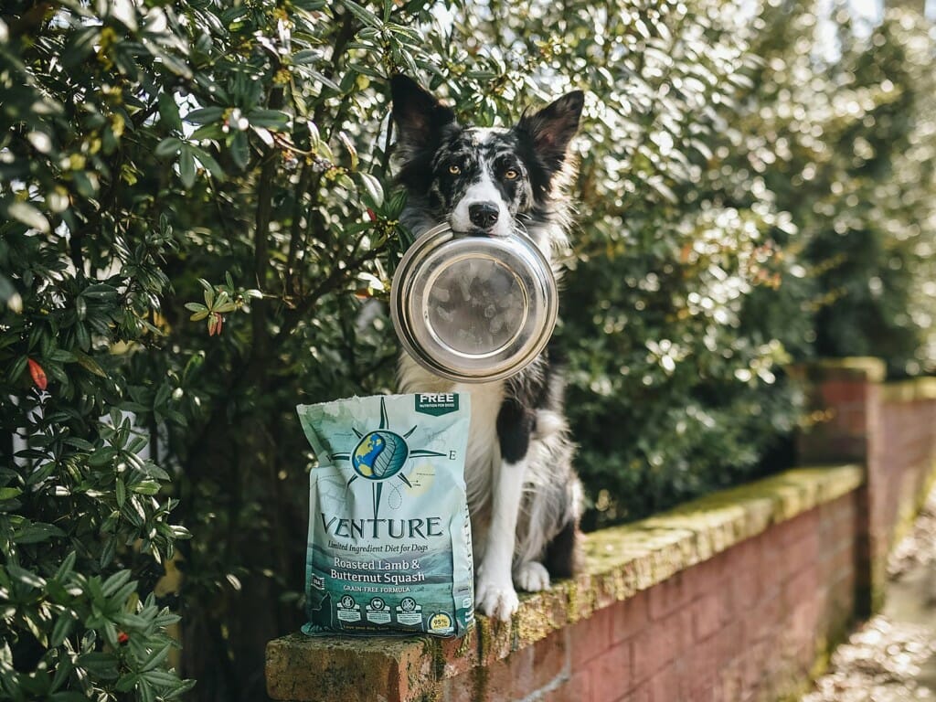 Dog sitting up with a bowl in mouth next to bag of Venture Roasted Lamb dog food