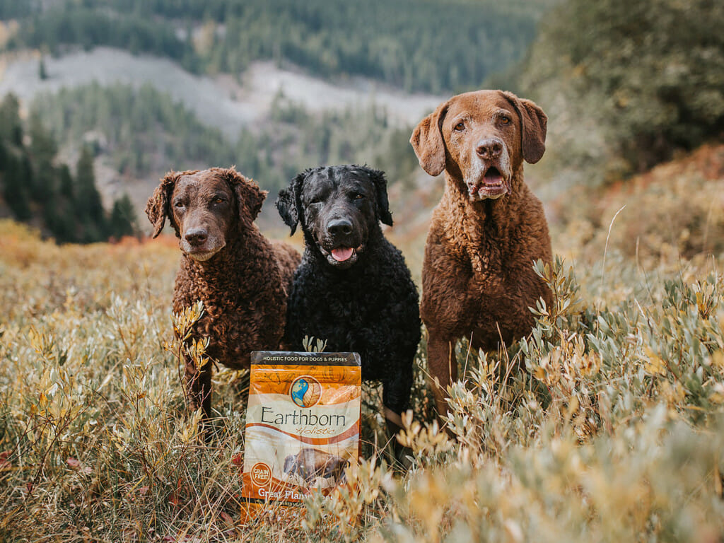 Three dogs standing in a grain field next to a bag of Earthborn Holistic Great Plains Feast dog food