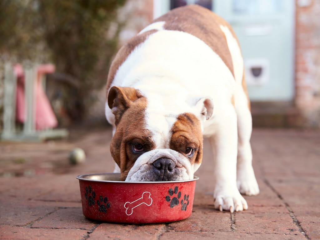 Dog eating out of a bowl of Earthborn Holistic Western Feast dog food