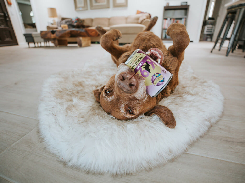 Dog laying upside down with a can of Earthborn Holistic K95 Lamb dog food in his mouth