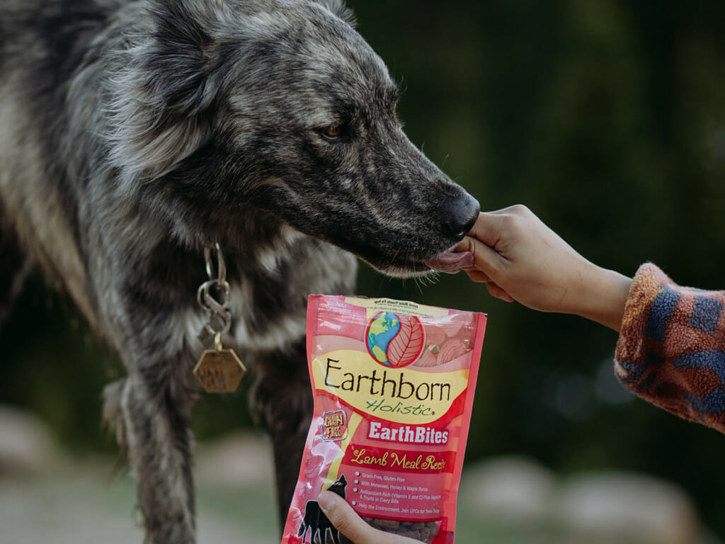 Person feeding a dog with Earthborn Holistic EarthBites Lamb Meal Recipe