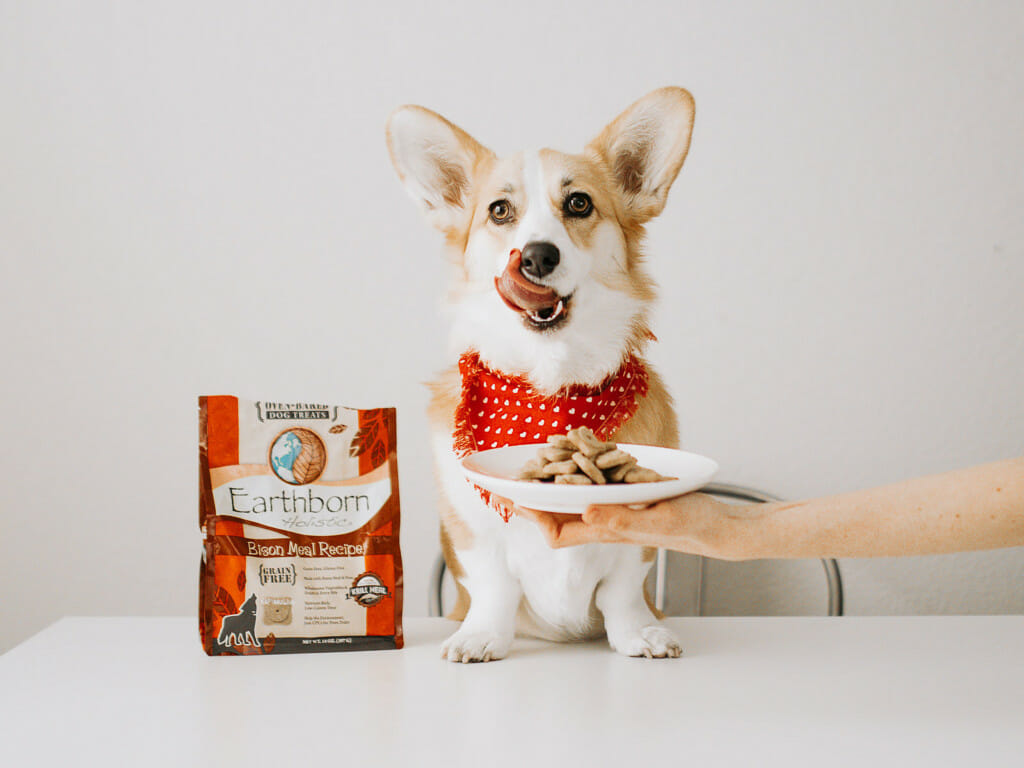 Corgi served a plate of Earthborn Holistic Biscuits Bison Meal Recipe