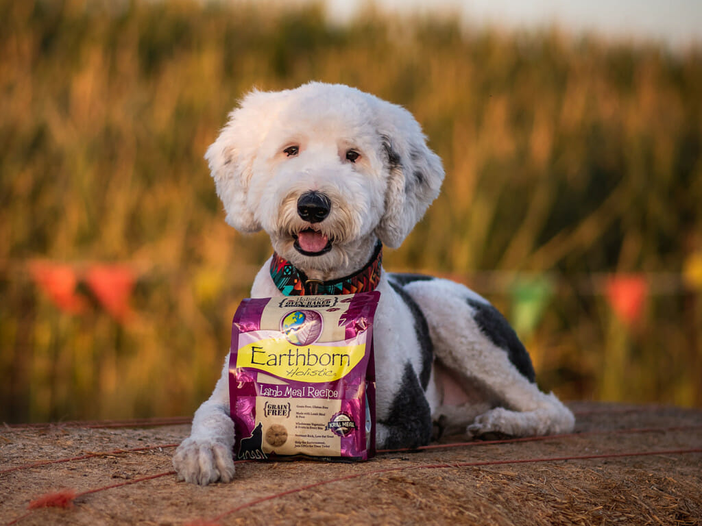 Dog laying on a bale of hay next to a bag of Earthborn Holistic Biscuits Lamb Meal Recipe