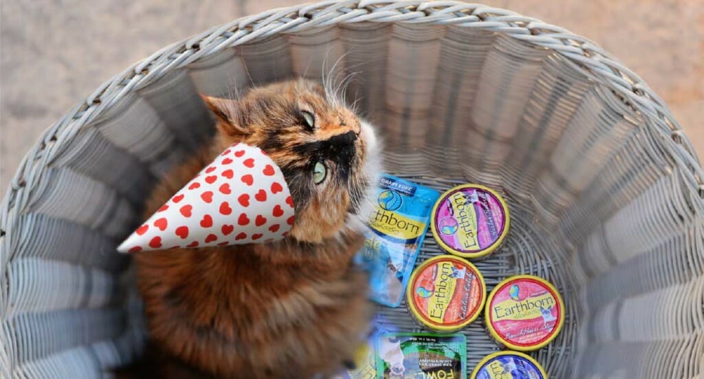A cat in a Valentine's Day party hat sits in a basket of Earthborn Holistic cat food