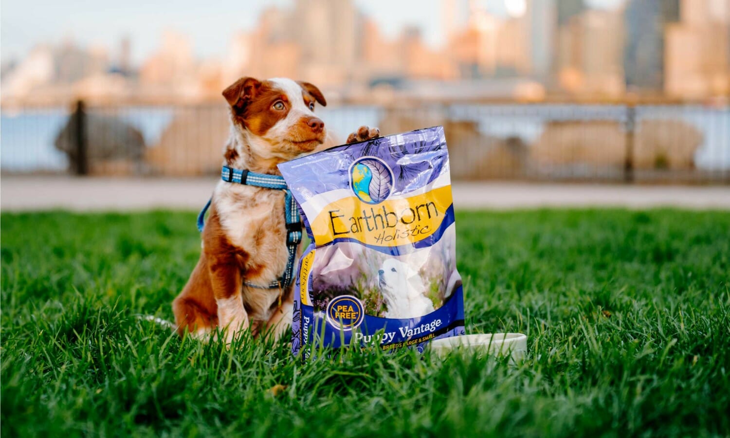 Ancient Grains Dog Food Earthborn Holistic Pet Food International