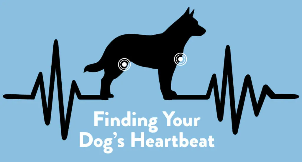 Can You See Your Dogs Heart Beating