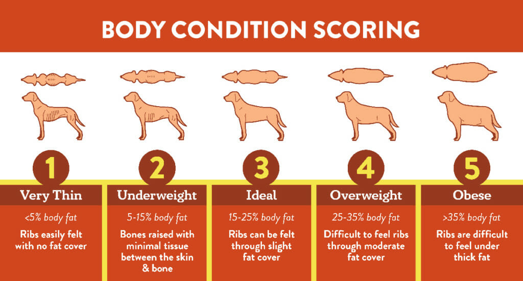 how do you know if your dog is underweight