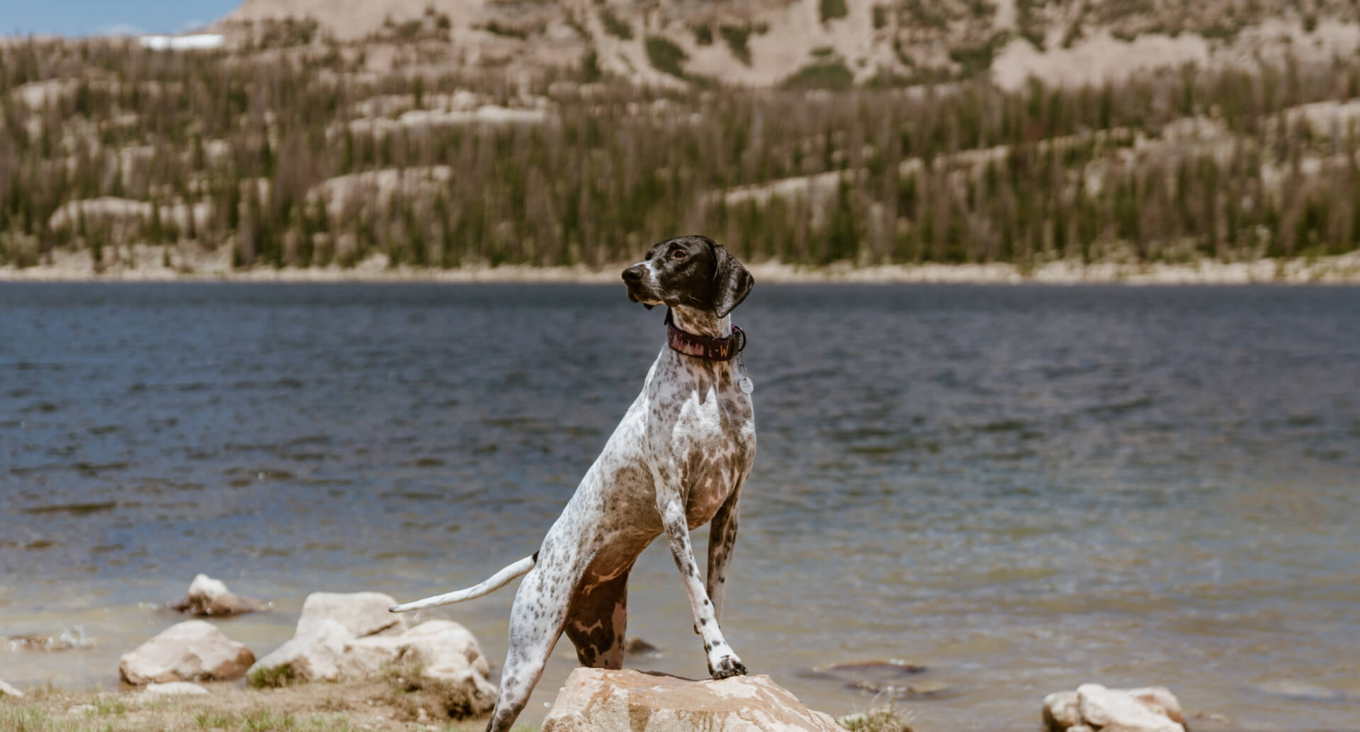 Top 5 DogFriendly Hikes in Utah Earthborn Holistic Pet Food