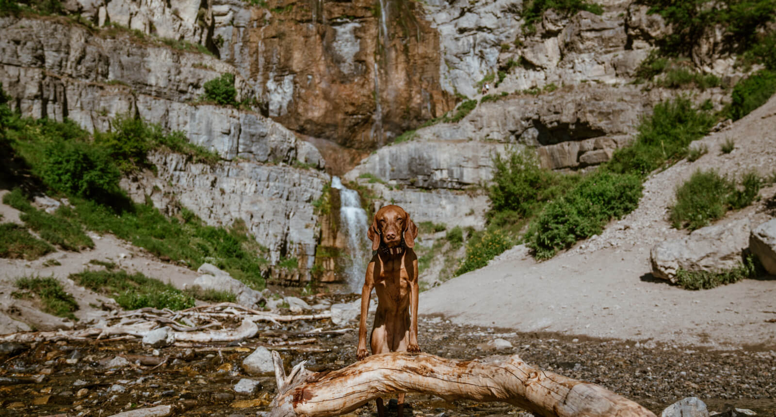 Top 5 DogFriendly Hikes in Utah Earthborn Holistic Pet Food