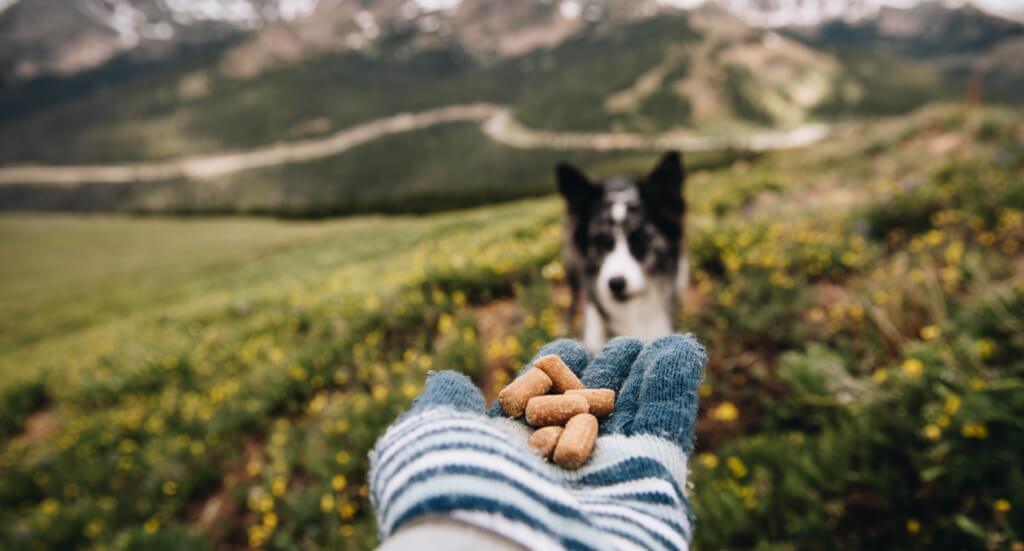 how many treats should you give your dog a day