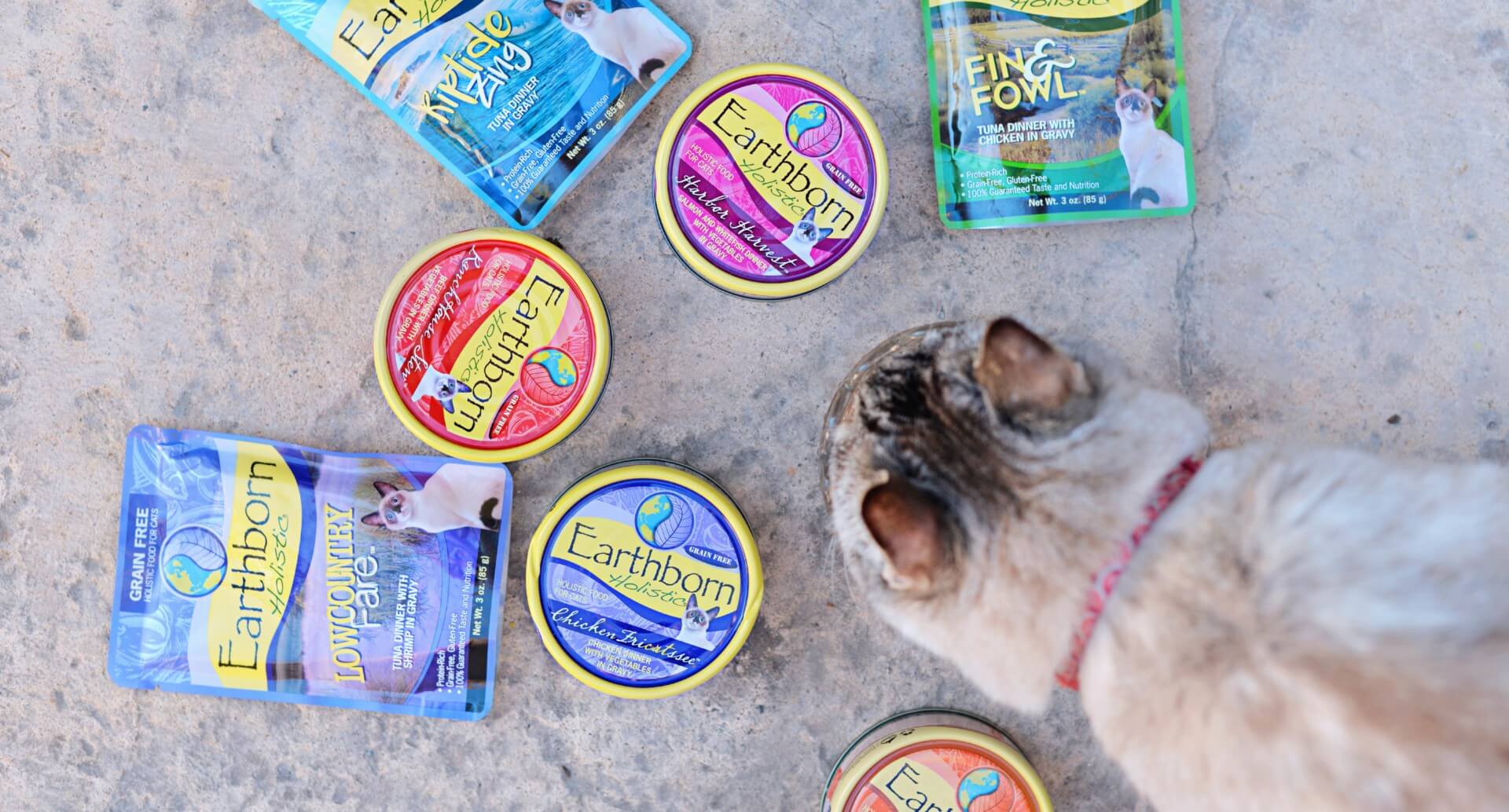 Your Guide to Wet vs Dry Cat Food Earthborn Holistic Pet Food