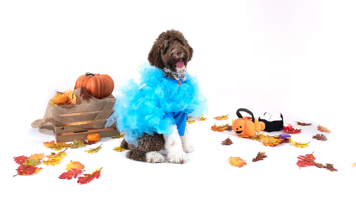 6 DIY Halloween Costumes for Dogs Earthborn Holistic Pet Food