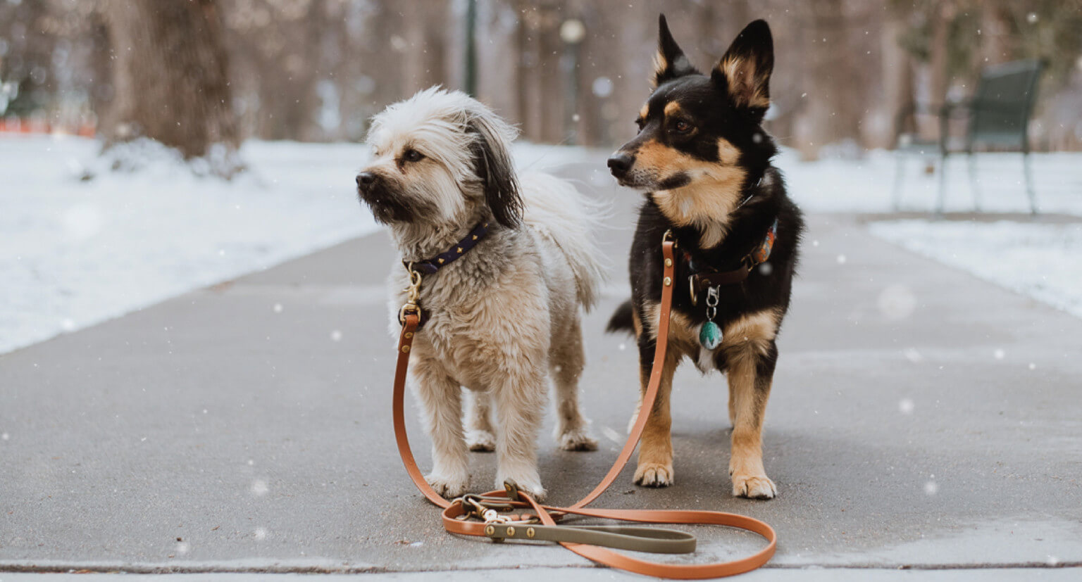 Dog Exercise Tips to Help with Weight Loss Earthborn Holistic Pet Food