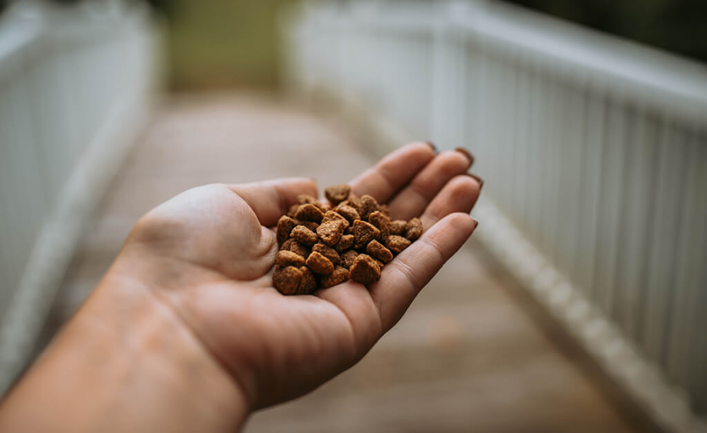 A human hand holds a handful of dog kibble