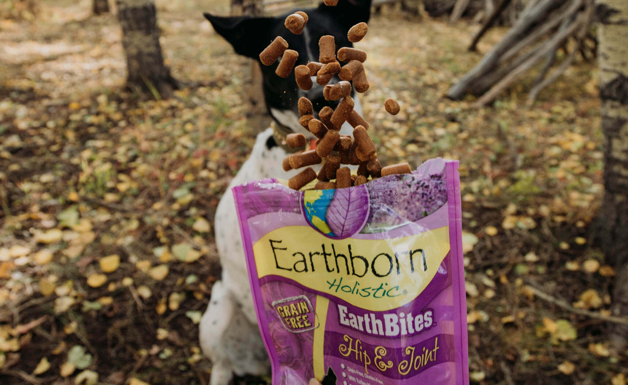 A Guide to Glucosamine and Chondroitin for Dogs Earthborn Holistic