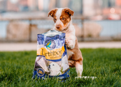 Holistic Puppy Food For Weight Gain