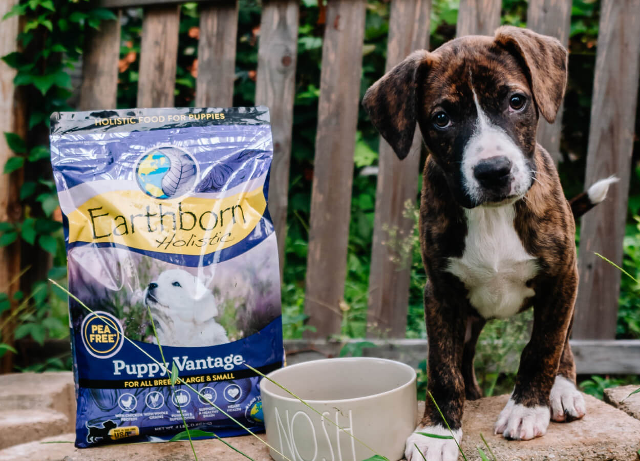 The Complete Guide to Our Holistic Puppy Food Earthborn Holistic Pet Food