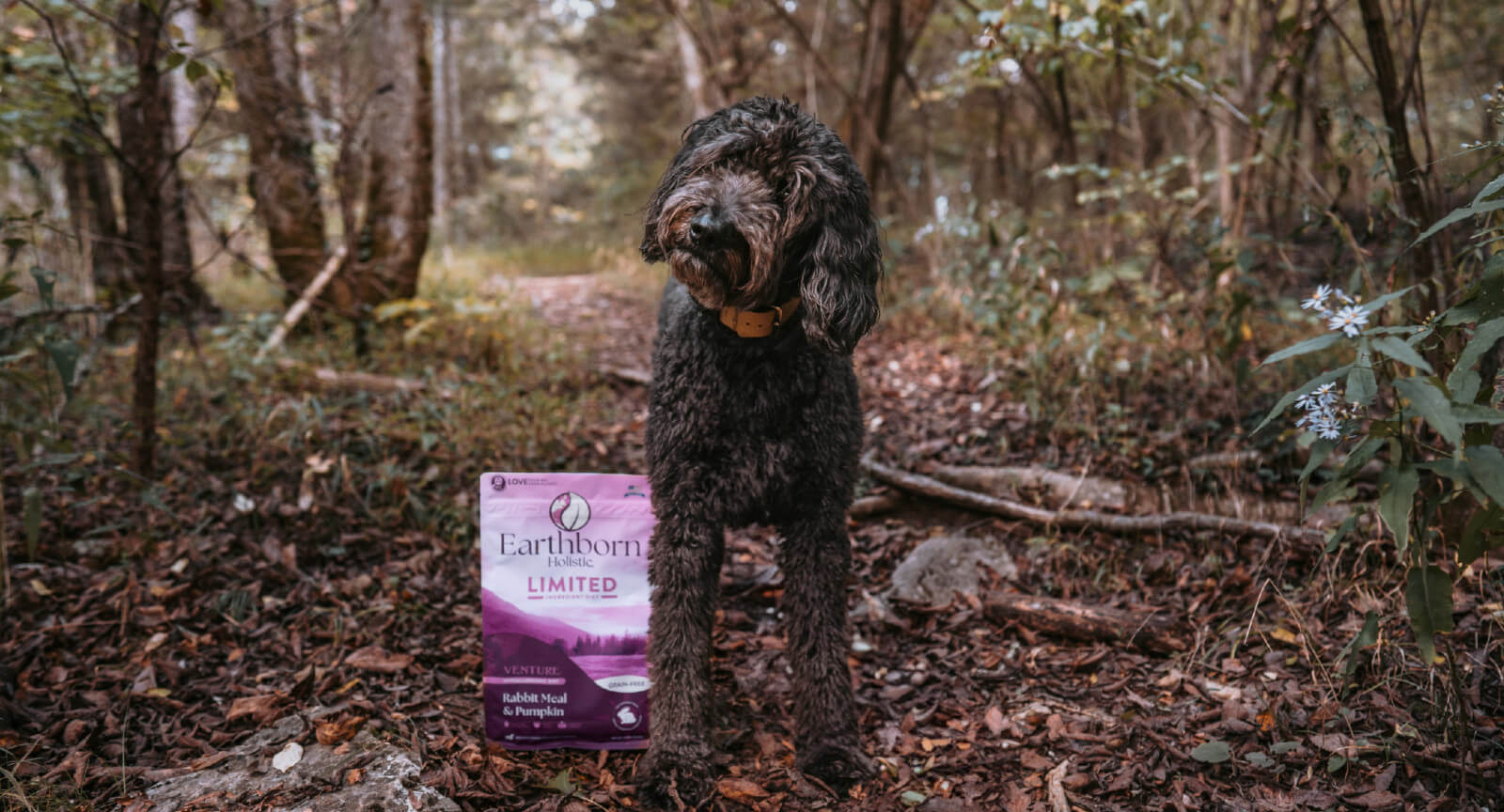 Upset Stomach? Choosing the Best Food for a Dog with a Sensitive