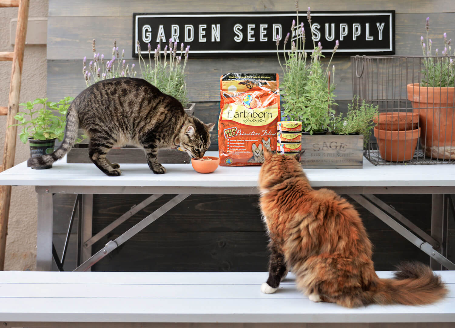 Everything to Know About Cat Kibble Earthborn Holistic Pet Food