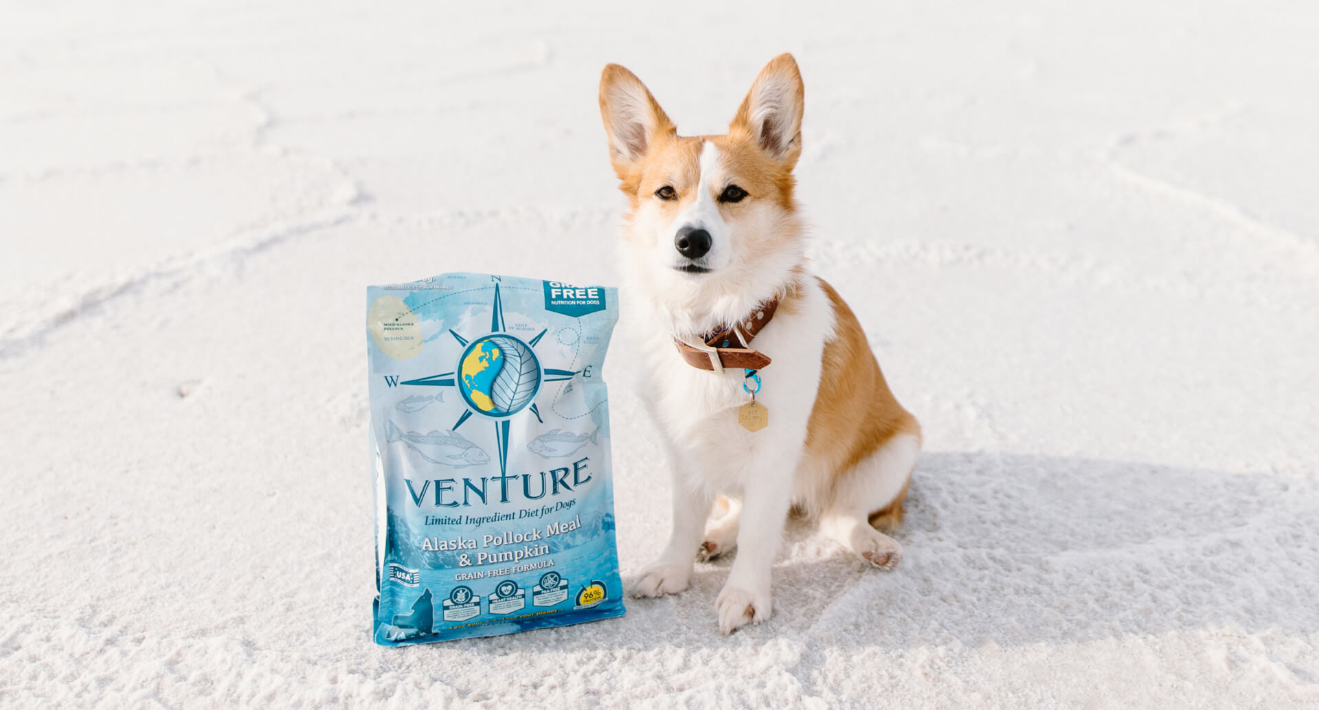 Upset Stomach? Choosing the Best Food for a Dog with a Sensitive