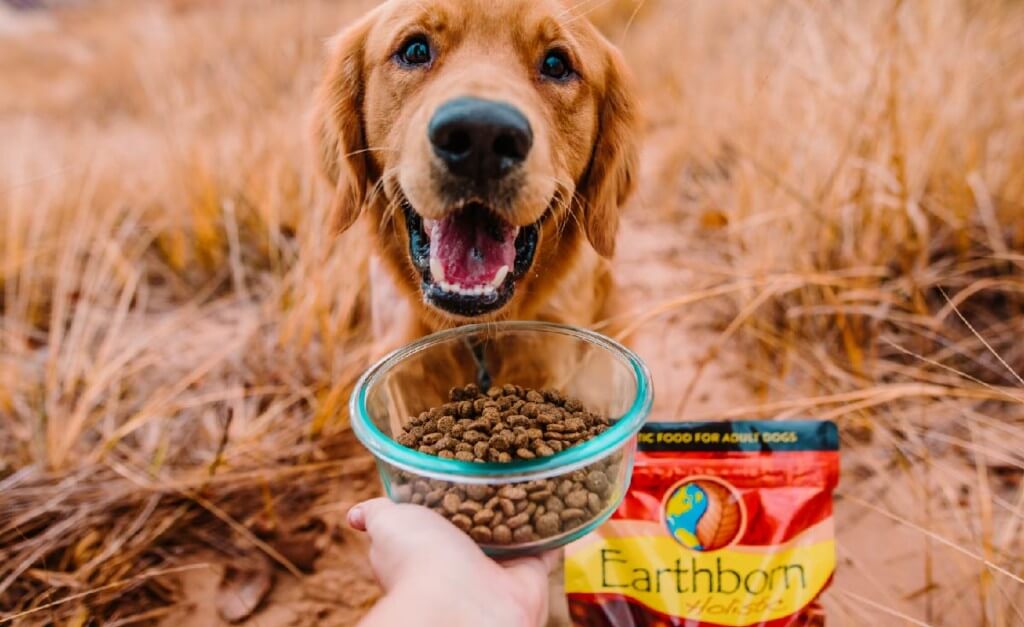 A Guide to Dog Food with Probiotics | Earthborn Holistic Pet Food - Holistic Dog Food With Probiotics And Oils