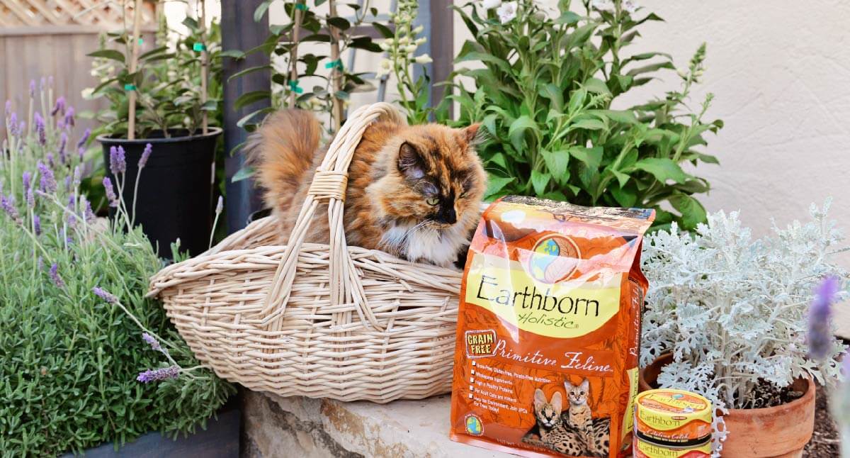 Types of Cat Food to Consider When You're Shopping Earthborn Holistic