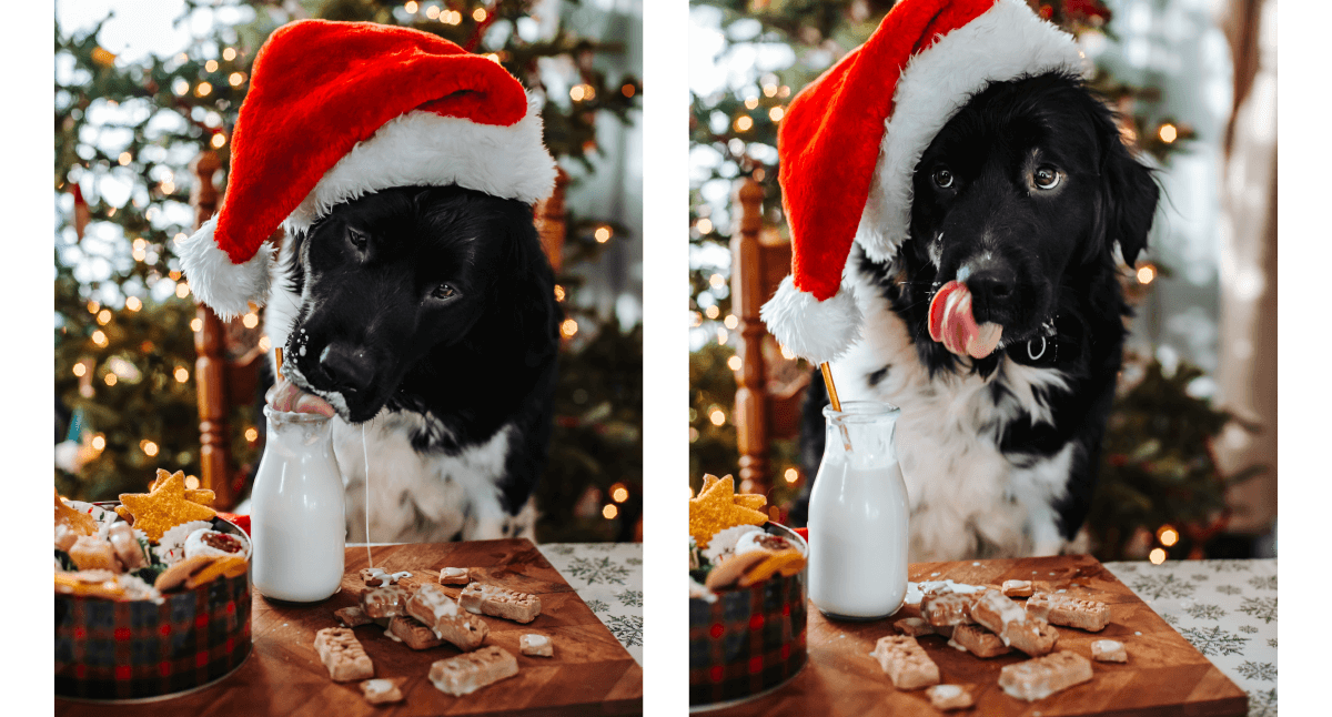 dog-friendly-christmas-cookies-recipe-earthborn-holistic-pet-food