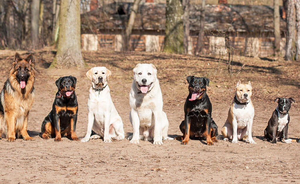 Can Dog Board and Train Programs Transform Your Pet's Behavior